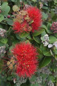 Check spelling or type a new query. Nz New Zealand Flowers Free Photo On Pixabay
