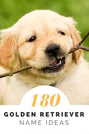 Dog classifieds by dogsnow.com, part of the. Over 180 Golden Retriever Names For Your Beloved Pup Pethelpful