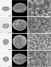 Image result for Aponogeton desertorum