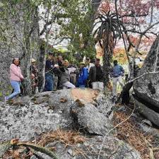 Image result for Gymnosporia matoboensis