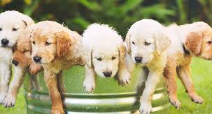 Different Types Of Golden Retrievers And How To Recognize Them