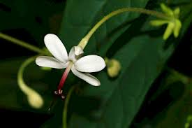 Image result for Clerodendrum toxicarium