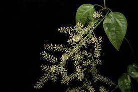 Image result for Mikania sagittifera