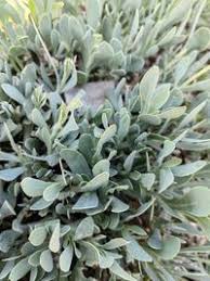 Image result for Hertia