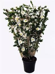 Http Www Merrywoodplants Com Au Files Efngtuasao 25cm Esp Setsugekka W254h339 Jpg Camellia Plants Backyard