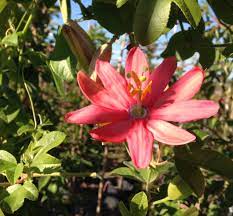 We did not find results for: 13 Best Evergreen Vine Climbers