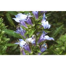Image result for Lobelia minutula