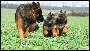 In this article, we will share our valuable experiences and give you advices about german a good source of german shepherd puppies for adoption are basically pet shelters and rescue centres. Minnesota K 9 Solutions Minnesota K 9 German Shepherds Home Protectionyou Can Play With Minnesota Canine Solutions Is A Professional German Shepherd Dog Training And Breeding Facility For Individuals And Families Who Want Quality Bred German