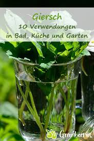 Giersch 10 Verwendungen In Bad Kuche Und Garten In 2020 Giersch Essbare Pflanzen Heilpflanzen