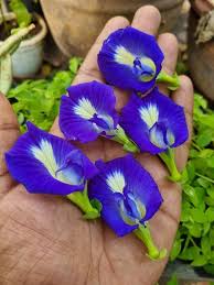 Image result for Clitoria