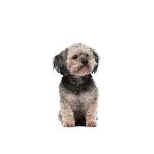 May 01, 2021 ready to go july 1st!!! Teddy Bear Puppies Petland Racine Wi