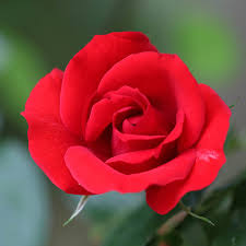 Harkness Rose 'Red Romance'