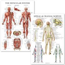 Muscular System Spinal Nerves Anatomical Poster Set