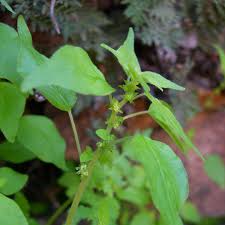 Image result for Parietaria