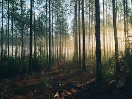 Promession is a relatively simple process that through freezing and vibration, breaks down human with promession, there is no hurry with the burial itself, as the organic powder which is hygienic and. Eight Unconventional Things To Do With Your Body After You Die