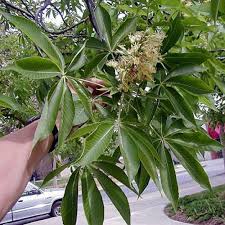 Image result for Aesculus