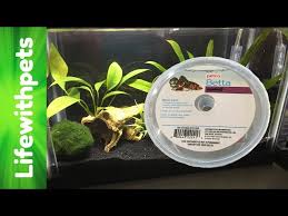 Betta have vibrant colours and you can enhance their health and their beauty by adding plants in their tank. Planted Betta Tank Aquatic Videos