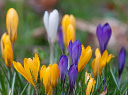 Pin By Adriana Gheorghiu On Podsnezhniki Crocus Crocus Bulbs Spring Flowers
