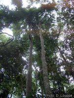 Image result for Klainedoxa