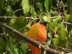 Image result for Croton dichogamus