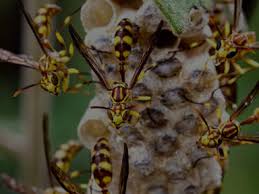 Priority termite & pest control offers competitive prices, inspections and estimates, protecting your wallet as well as your property. Omaha Pest Control Inc Exterminator Services