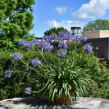 Image result for Agapanthus africanus