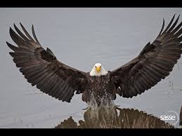 nature bald eagle eagle pictures eagles