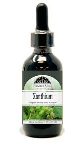 Image result for Xanthium