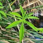 Image result for Ipomoea hochstetteri