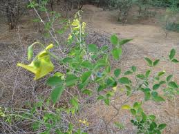 Image result for Crotalaria laburnifolia