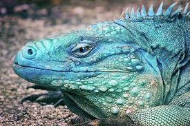 Cyclura By Iryna Goodall Blue Lizard Animals Lizard