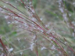 Image result for Schizachyrium jeffreysii