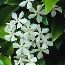 Discover 10 deliciously scented climbers that are perfect for a pergola, trellis or arch. 6 Easy Climbing Plants For Your Garden