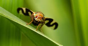Walnussfruchtfliege Das Hilft Gegen Schwarze Nusse In 2020 Fruchte Fliege Insektenhotel
