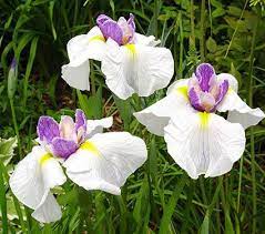 Download this free photo about wonderful violet flowers with yellow center, and discover more than 8 million professional stock photos on freepik. Iris Ensata Queen S Tiara White Flower Farm Queens Tiaras Iris Flowers