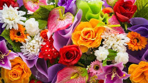 We have an extensive collection of amazing background images carefully chosen by our community. Flower Nature Plant Beautiful Colorful Flowers Wallpapers Hd Desktop And Mobile Backgrounds