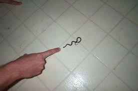 It Does Look A Worm Its Not Baby Cottonmouth Snake Yipes Baby Snakes Snake Removal Snake