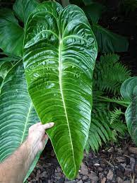 Jungle King Anthurium Veitchii Anthurium Plant Plants Anthurium