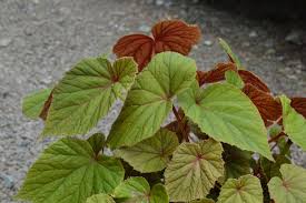 Image result for Rungia grandis