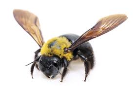 1 spawning 11 natural generation 12 saplings 2 drops 3 behavior 31 pollinating 32 housing 33 attacking 34 honey blocks 4 breeding 5 sounds 6. Carpenter Bees Yourself Pest Control