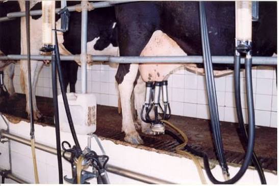 Leite de vaca: ordenha e resfriamento | Artigos | Cursos a Dist&acirc;ncia CPT