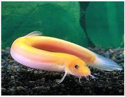 What Is The Name Of A Freshwater Fish That Eats Snails For Food Easily  Without Any Harm To Its Body Organs (Mucus Membrane)? - Quora
