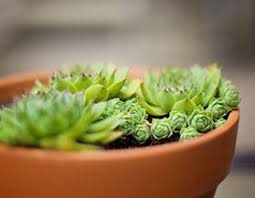 Canadian grown cacti and succulents that instantly brighten up your day. Lawn Care Garden Centre Canadian Tire