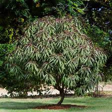 Rather than making you wait at least three years. Bonfire Patio Peach Trees For Sale Brighterblooms Com