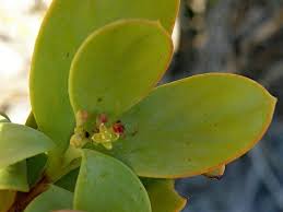 Image result for Osyris compressa