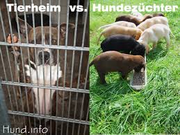 Und wie verändern die präpositionen die bedeutung vom verb halten? Ein Hund Aus Dem Tierheim Oder Vom Zuchter Pro Und Contra Hunde
