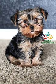 We offer beautiful,traditional and parti colored akc yorkies for sale to approved homes. Teddy Bear Doll Face Yorkies Quality Yorkie Puppies For Sale Adoption Yorkie Puppy For Sale Yorkie Terrier Teacup Yorkie Puppy