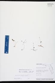 Image result for Ophioglossum gomezianum