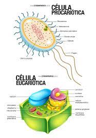 celulas eucariontes estudo pratico aulas de biologia estudo das celulas planejador de estudo