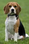 Resultado de imagen de perro beagle